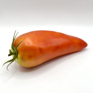Tomate cornue