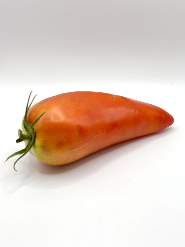 Tomate cornue
