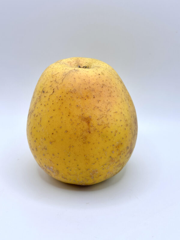 Pomme Delisdor